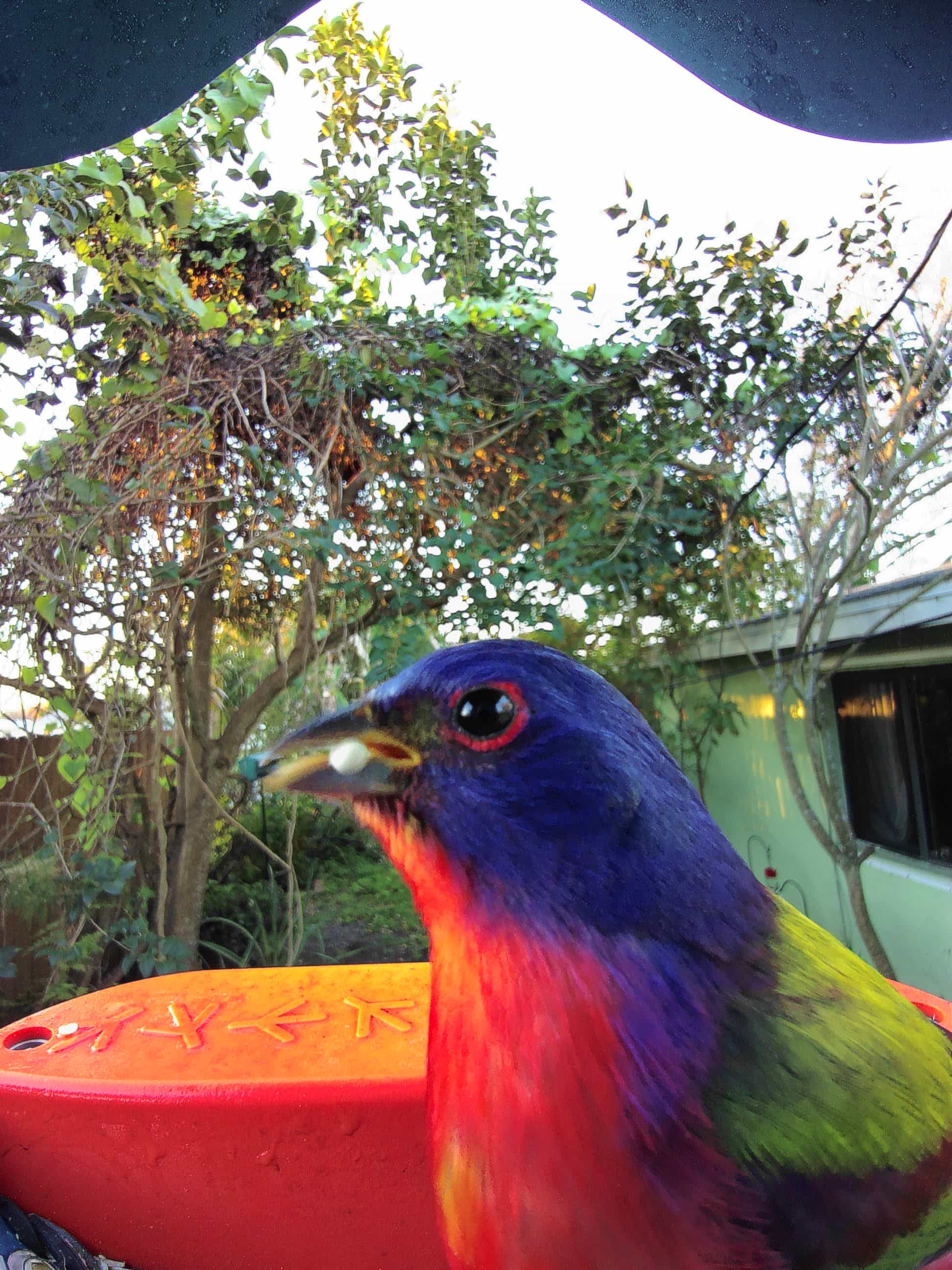 工芸品 milktea birds  Bunting 工芸品 milktea birds Bunting 6016384.jpg?v=1719584778